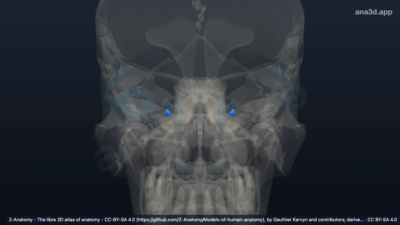 Modèle 3D : Ampoule du canalicule lacrymal