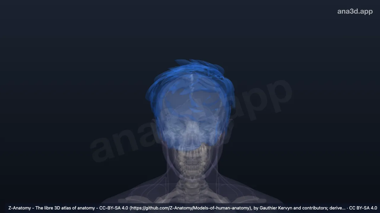 Modelo 3D: Cabellos