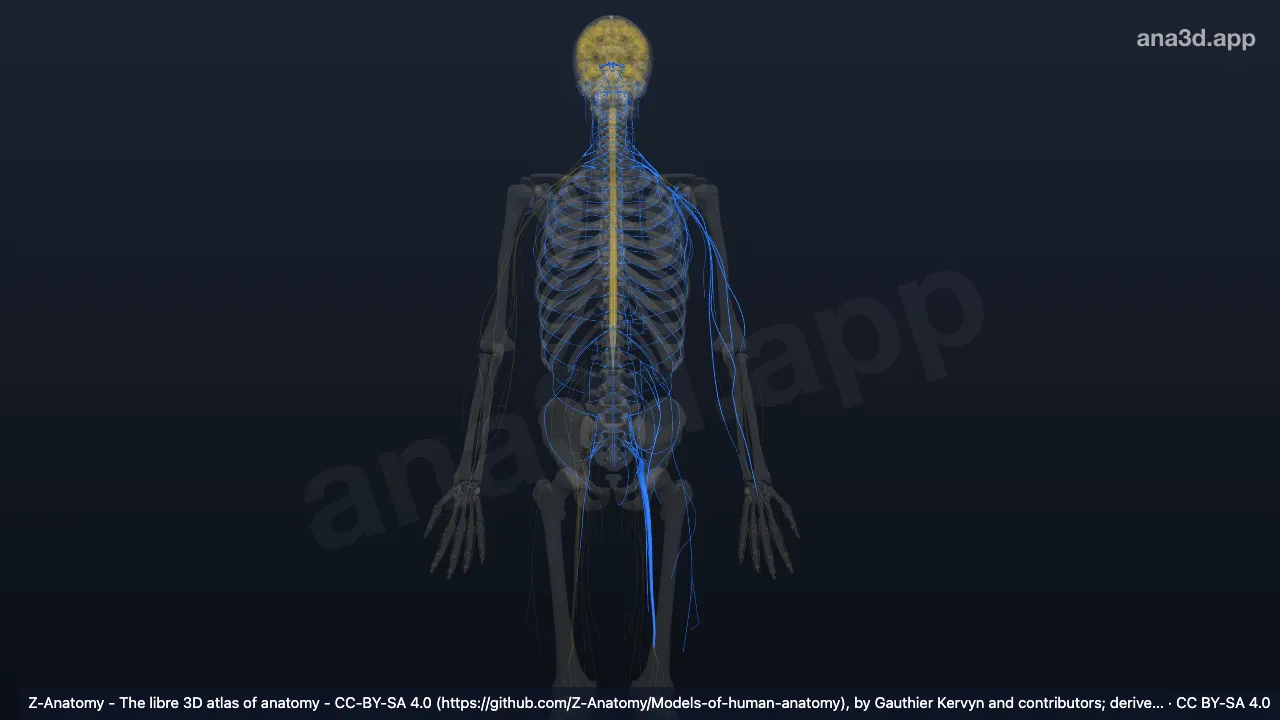 Modelo 3D: Sistema nervoso periférico
