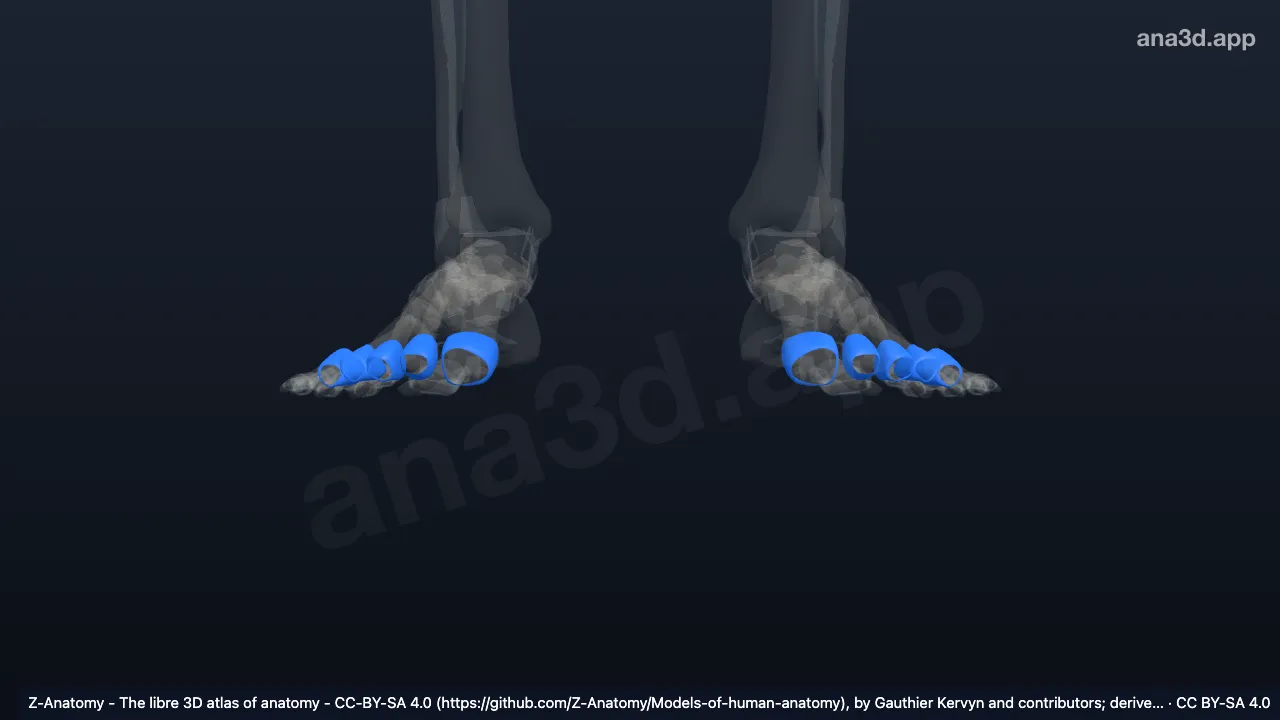 3D-Modell: Gelenkkapseln der Articulationes metatarsophalangeae
