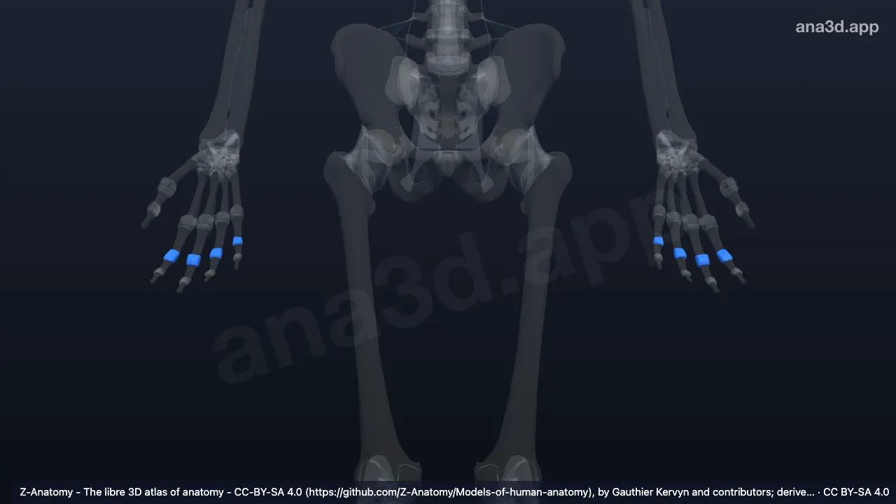 3D-Modell: Gelenkkapseln der Articulationes interphalangeae proximales