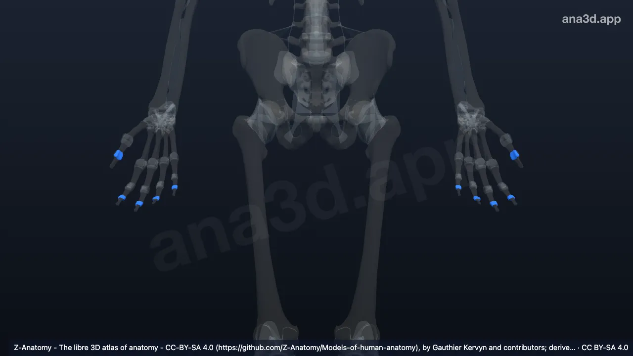 3D-Modell: Gelenkkapseln der Articulationes interphalangeae distales
