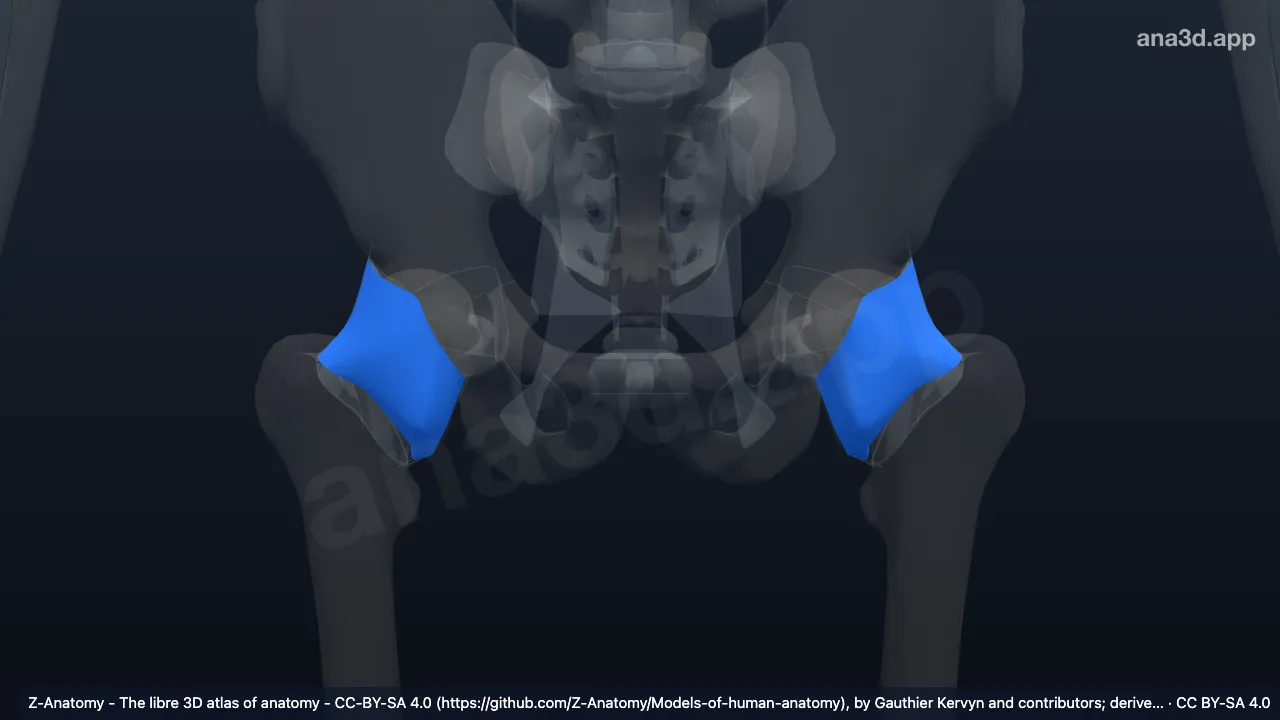 Modèle 3D : Capsule articulaire de l'articulation de la hanche