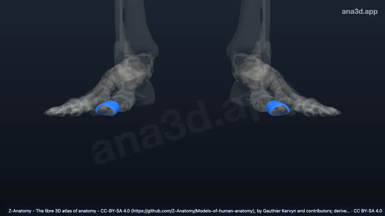 3D-Modell: Gelenkkapsel der Articulatio interphalangea hallucis
