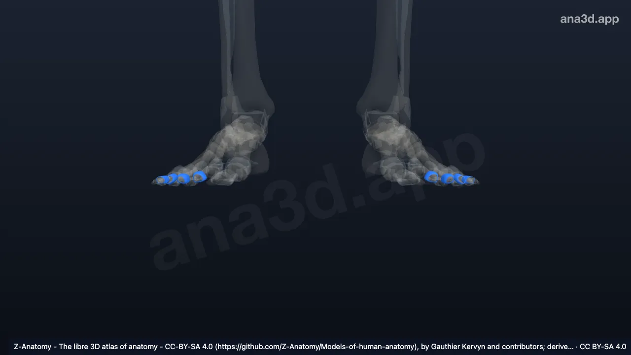 3D-Modell: Gelenkkapseln der Articulationes interphalangeae proximales des Fußes
