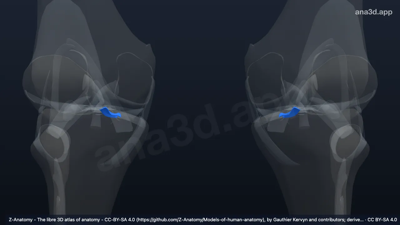 3D model: posterior meniscotibial ligament (Medial meniscus)