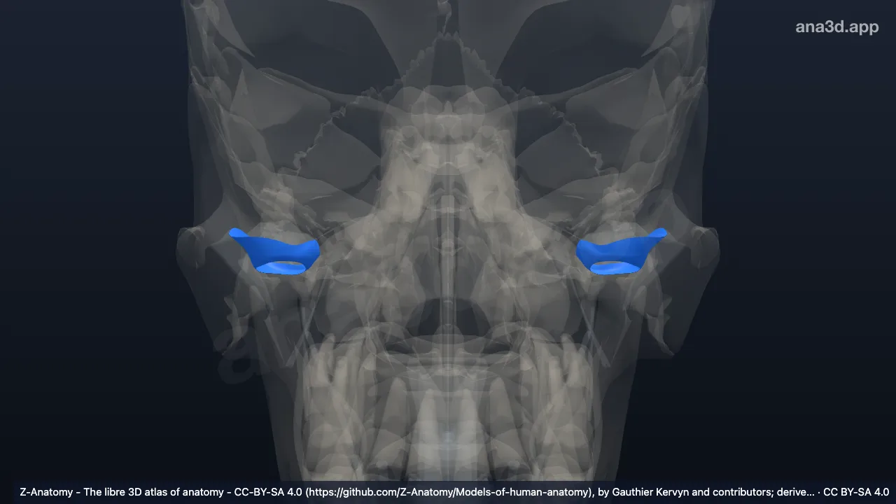 Model 3D: Kapsul sendi temporomandibularis