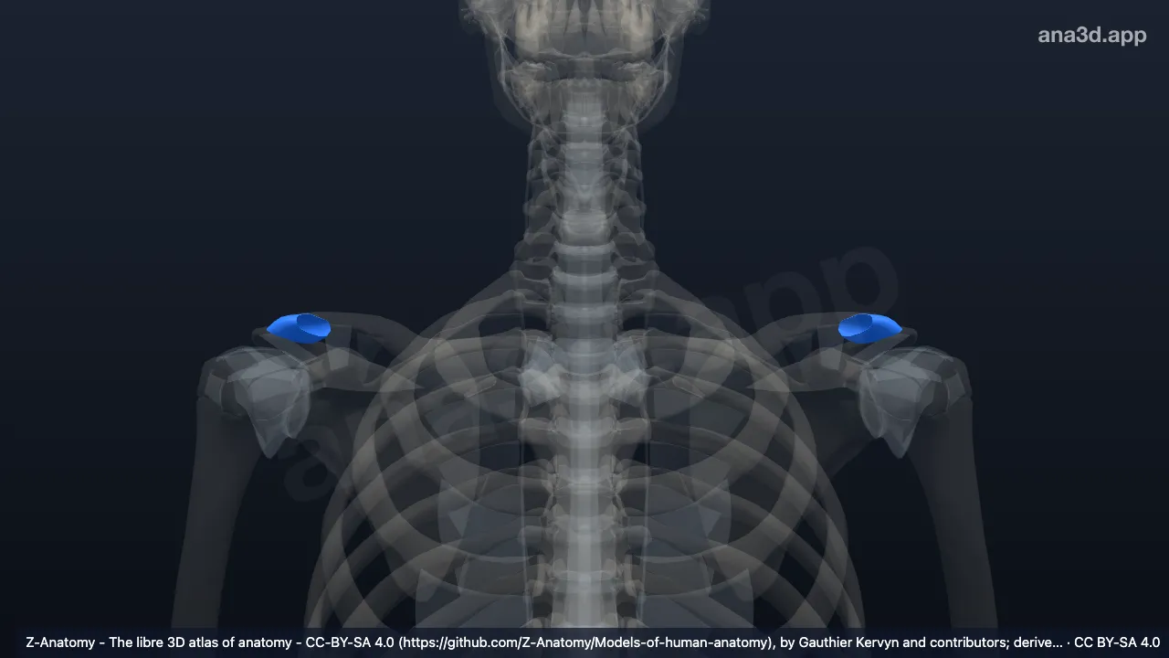 3D model: articular capsule of acromioclavicular joint