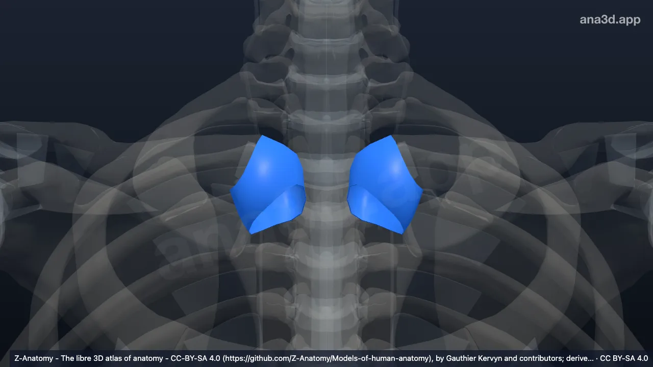 3D model: articular capsule of sternoclavicular joint