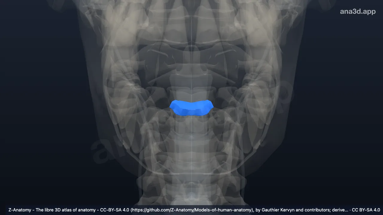 3D model: intervertebral disc C2-C3