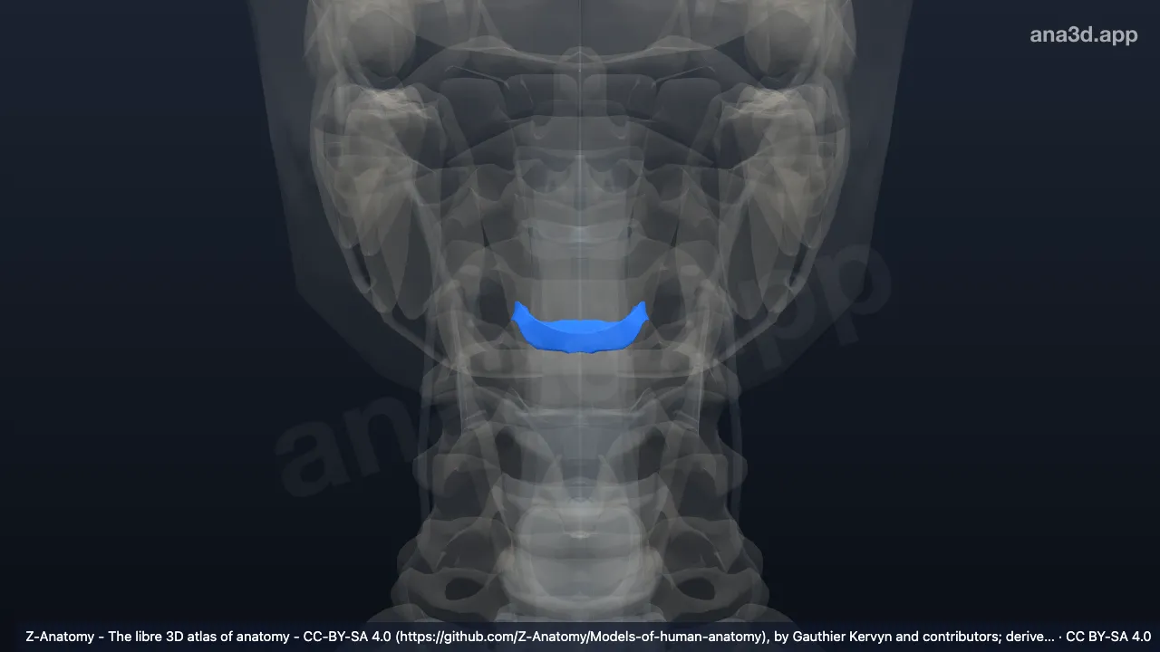 Model 3D: Diskus intervertebralis C3-C4