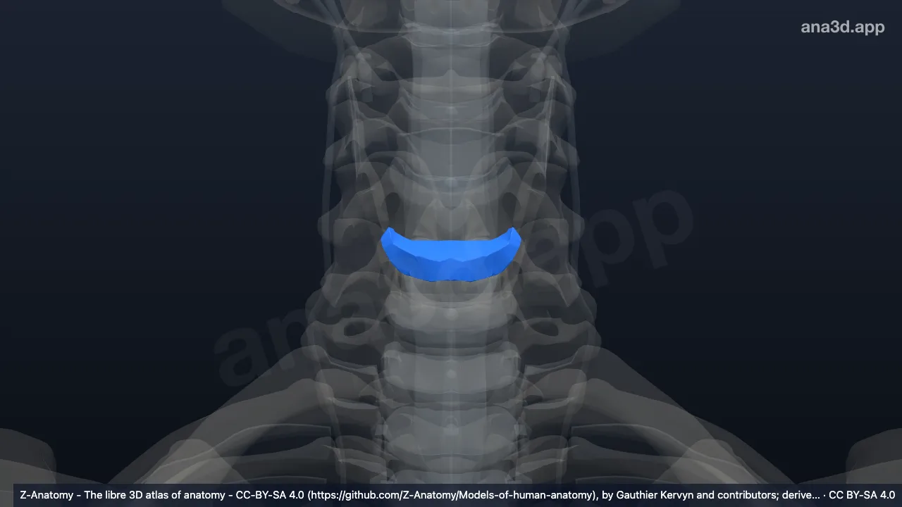 Model 3D: Diskus intervertebralis C5-C6