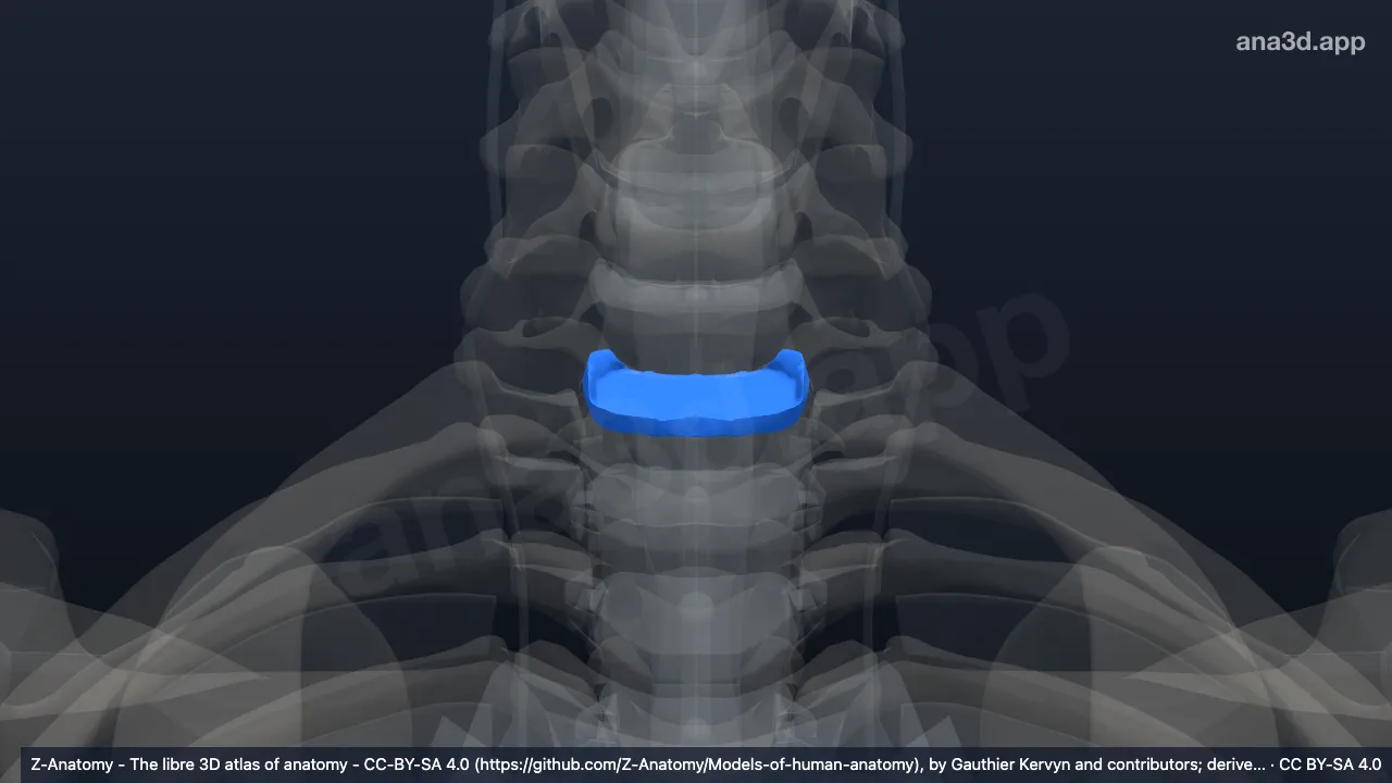 3D model: intervertebral disc C7-T1