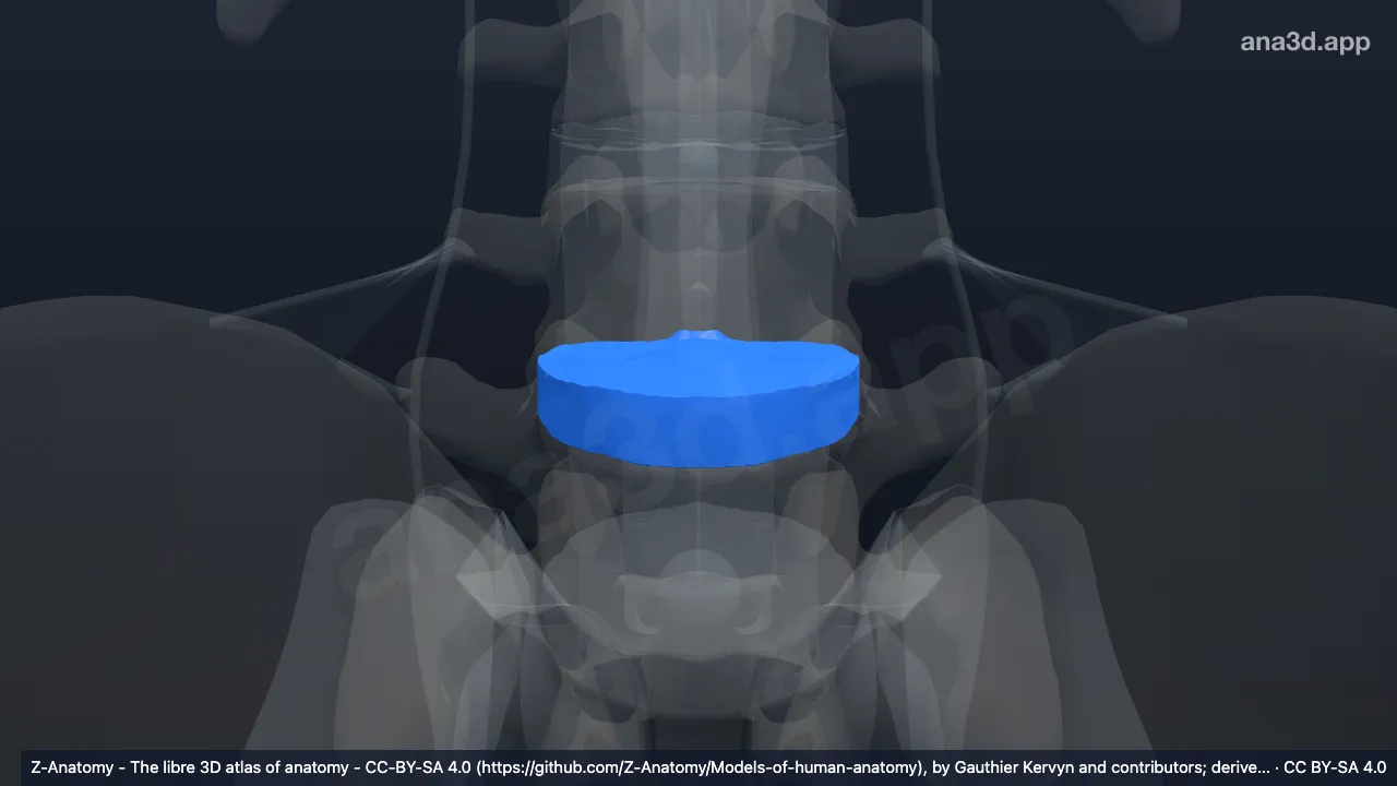 Modelo 3D: Disco intervertebral L4-L5