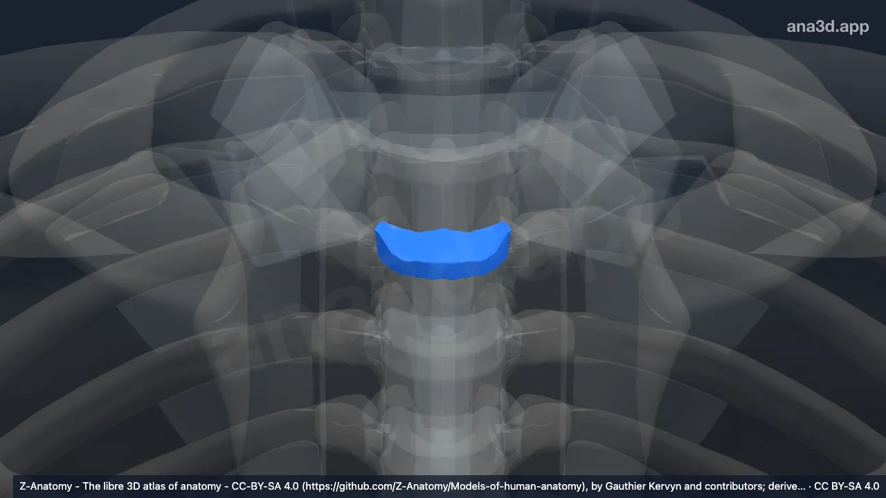 3D 模型：T3-T4椎间盘