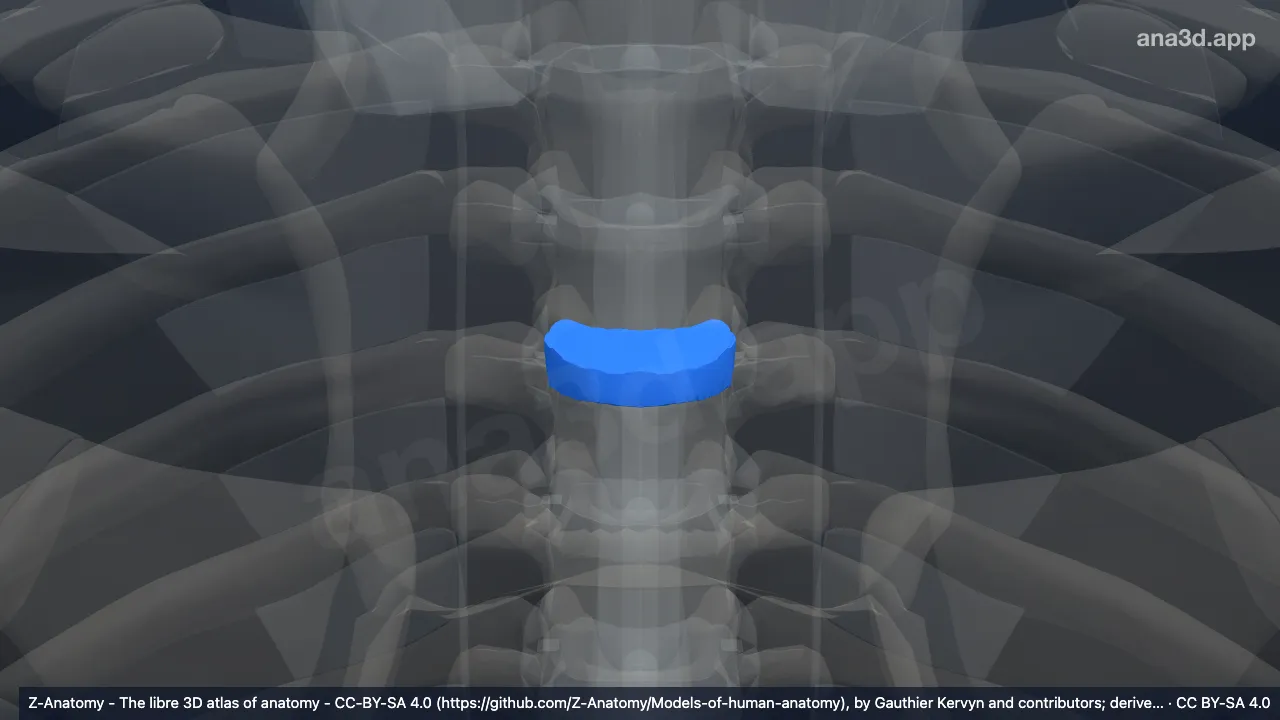 Modèle 3D : Disque intervertébral T4-T5