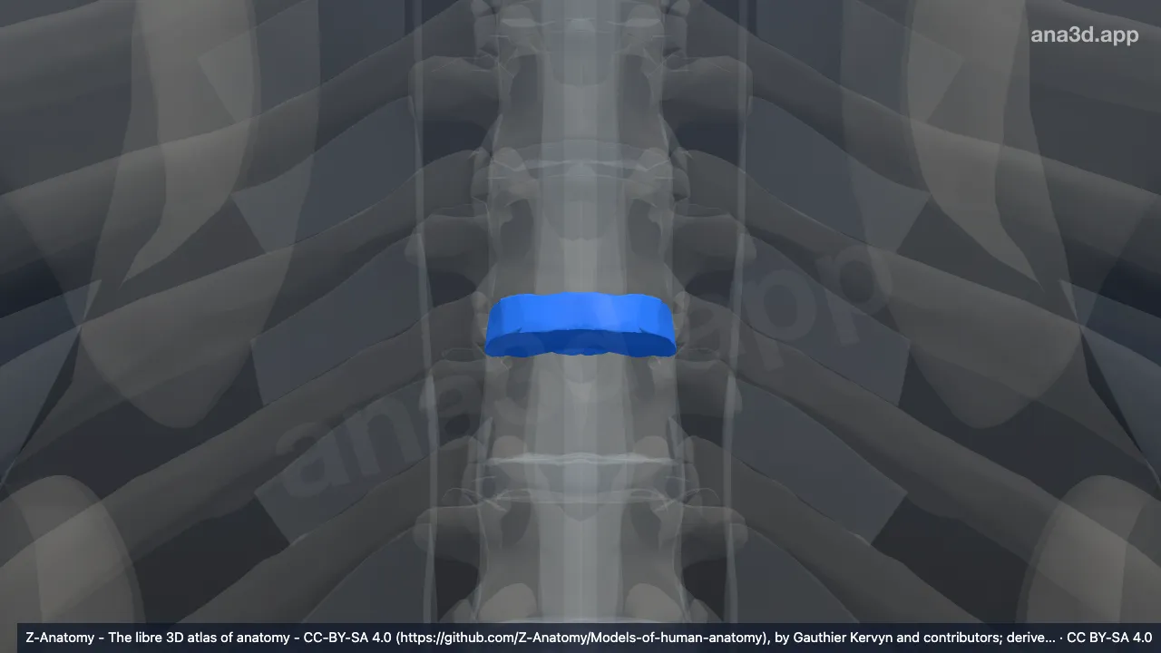 Model 3D: Diskus intervertebralis T7-T8