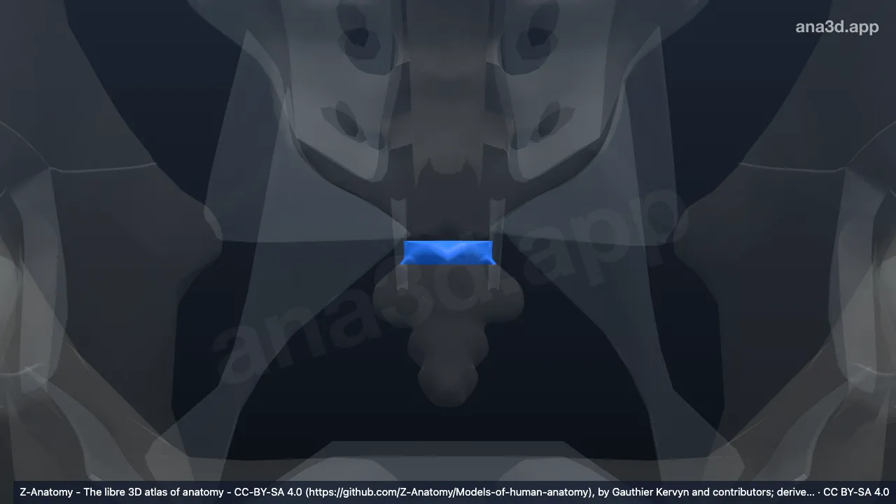 Modèle 3D : Symphyse sacrococcygienne