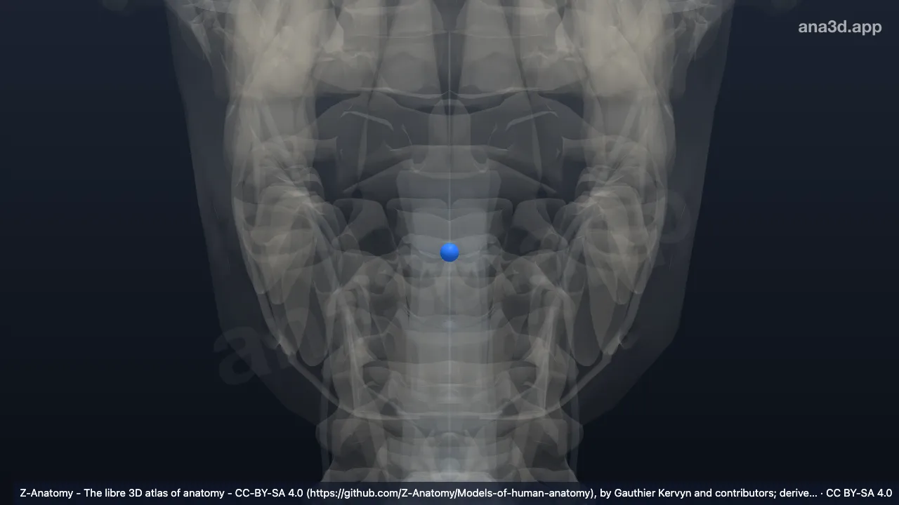 Modelo 3D: Núcleo pulposo C2-C3