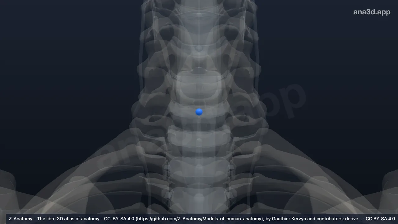 Model 3D: Nukleus pulposus C6-C7