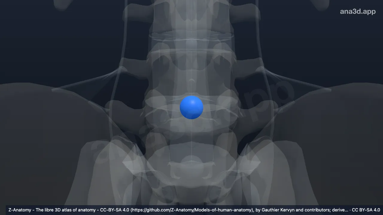 3D model: nucleus pulposus L4-L5
