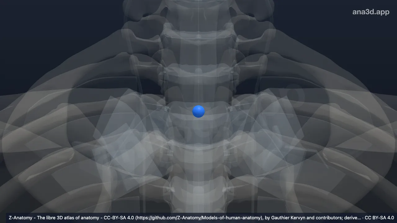 3D model: nucleus pulposus T2-T3