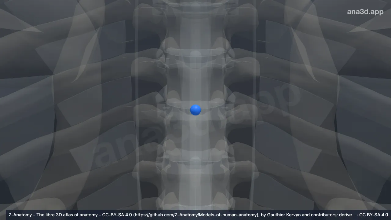3D model: nucleus pulposus T5-T6