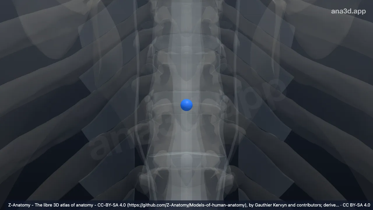 Modèle 3D : Noyau pulpeux T9-T10