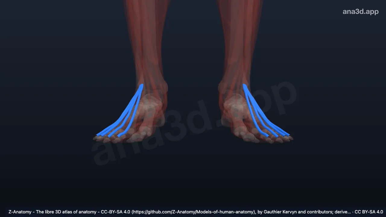 3D model: tendon of extensor digitorum longus