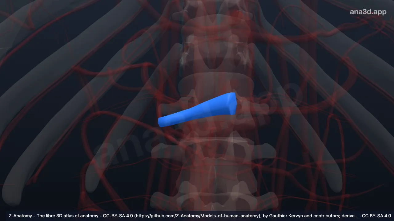 Model 3D: Arteri renalis kanan