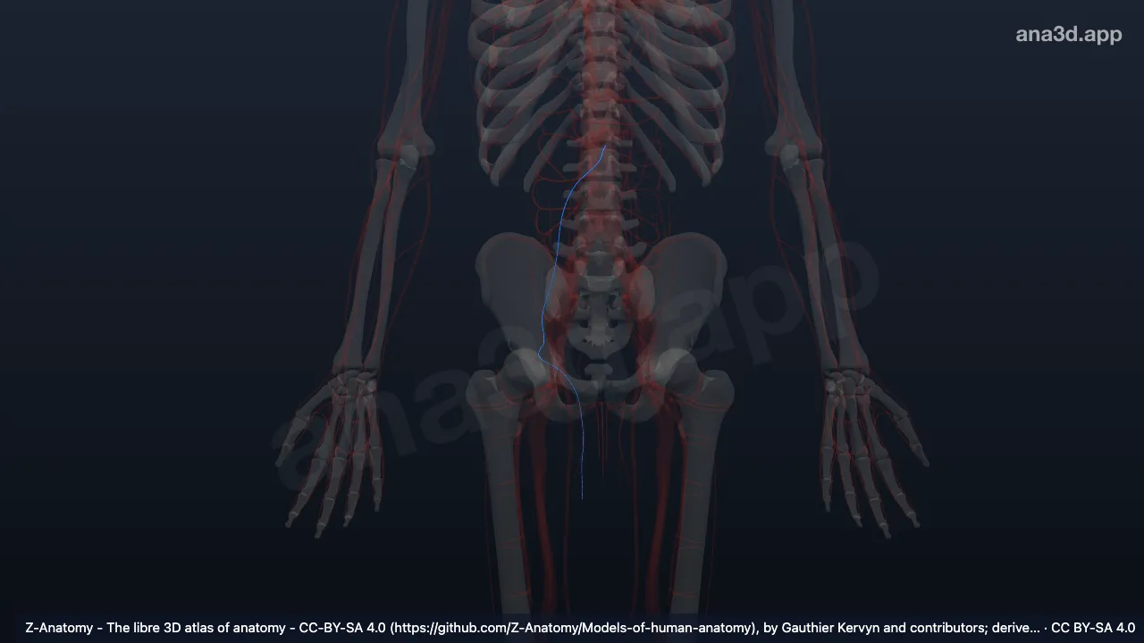 3D model: right testicular artery