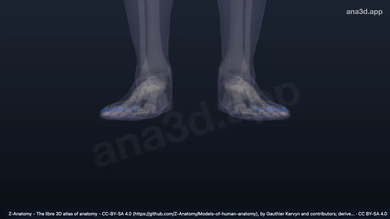 Modèle 3D : Lame de l'ongle (pied)