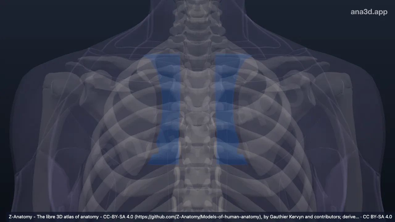 Modelo 3D: Región interescapular