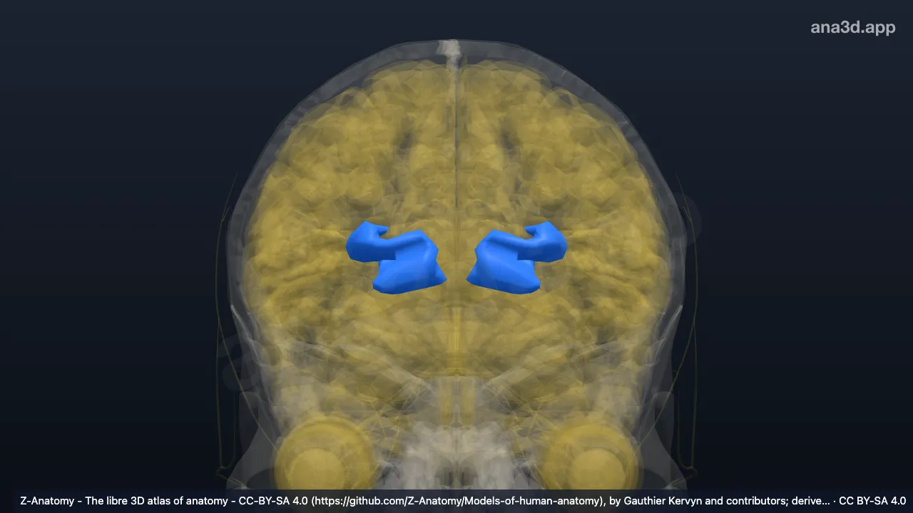 Modelo 3D: Giro e surco frontopolar transverso