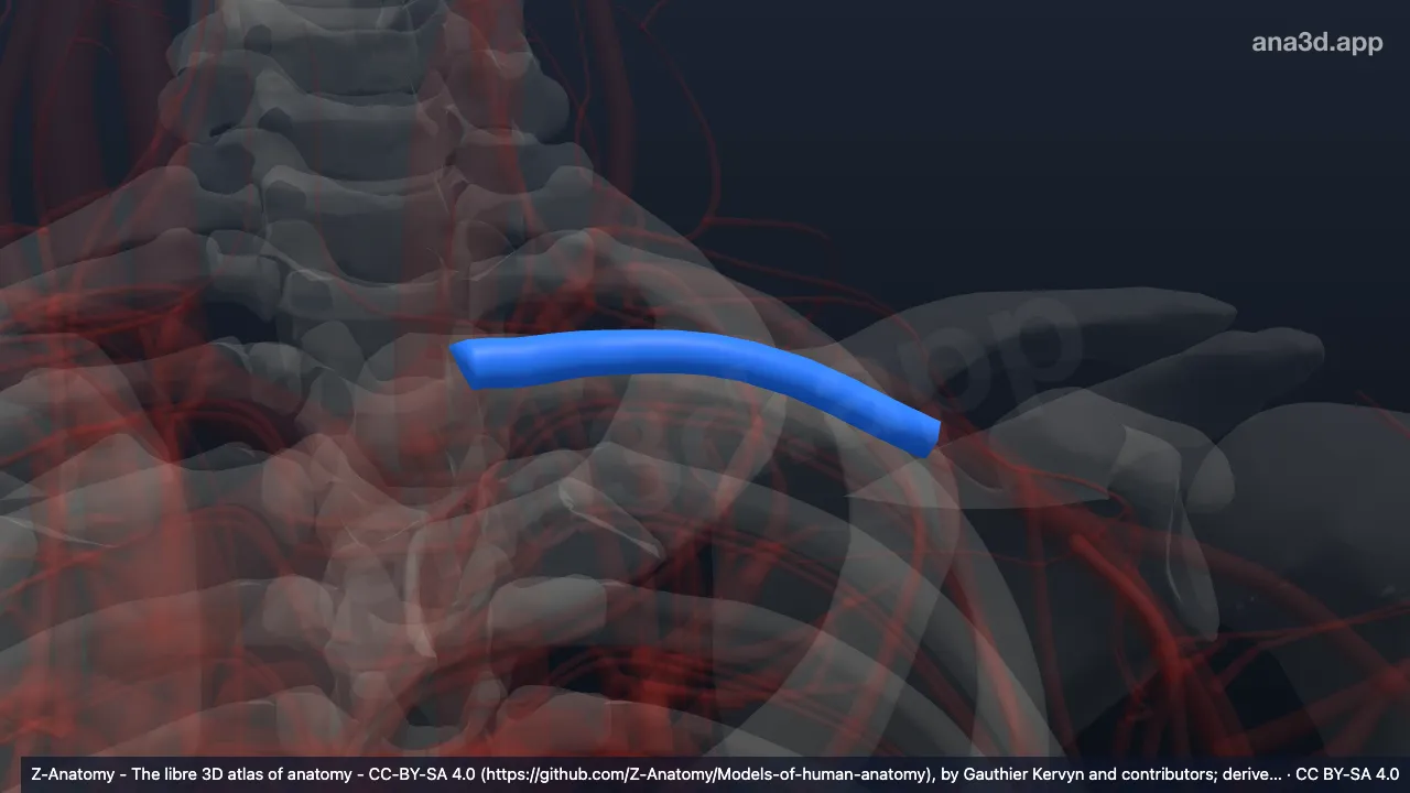 Modelo 3D: Veia subclávia esquerda