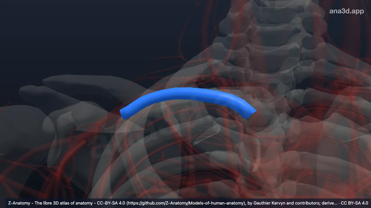 3D model: right subclavian vein