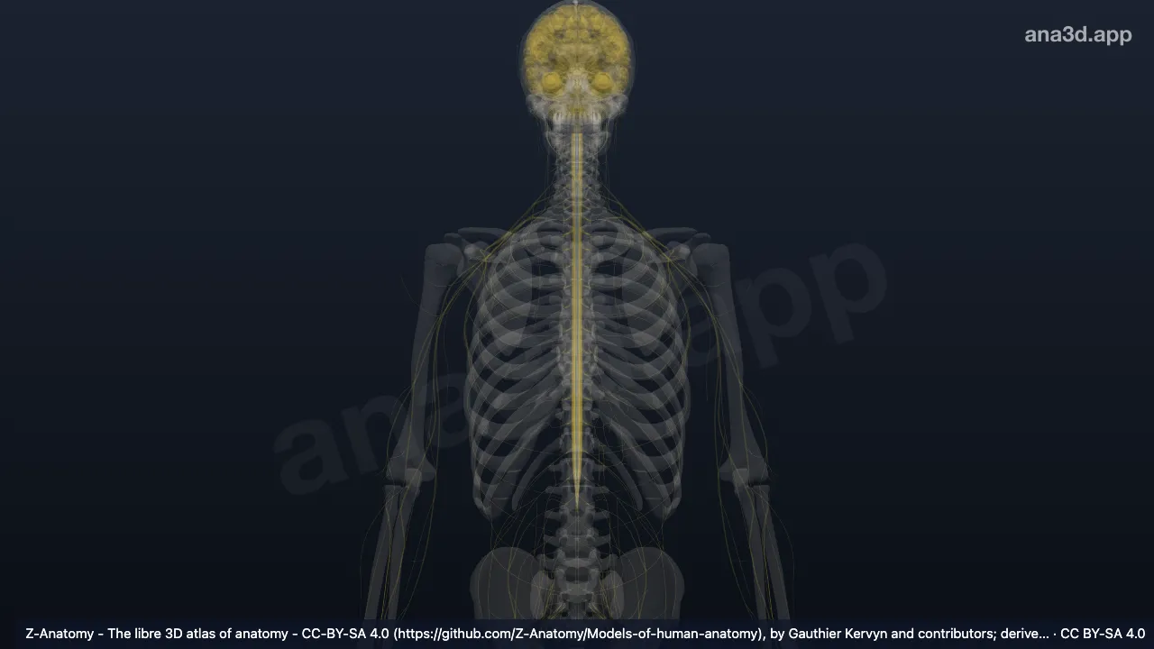 3D 模型：中间内侧核