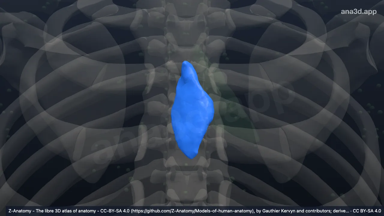 Modèle 3D : Lobe droit du thymus