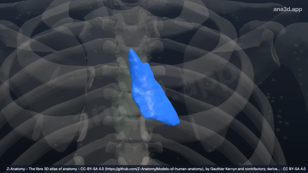 Modèle 3D : Lobe gauche du thymus
