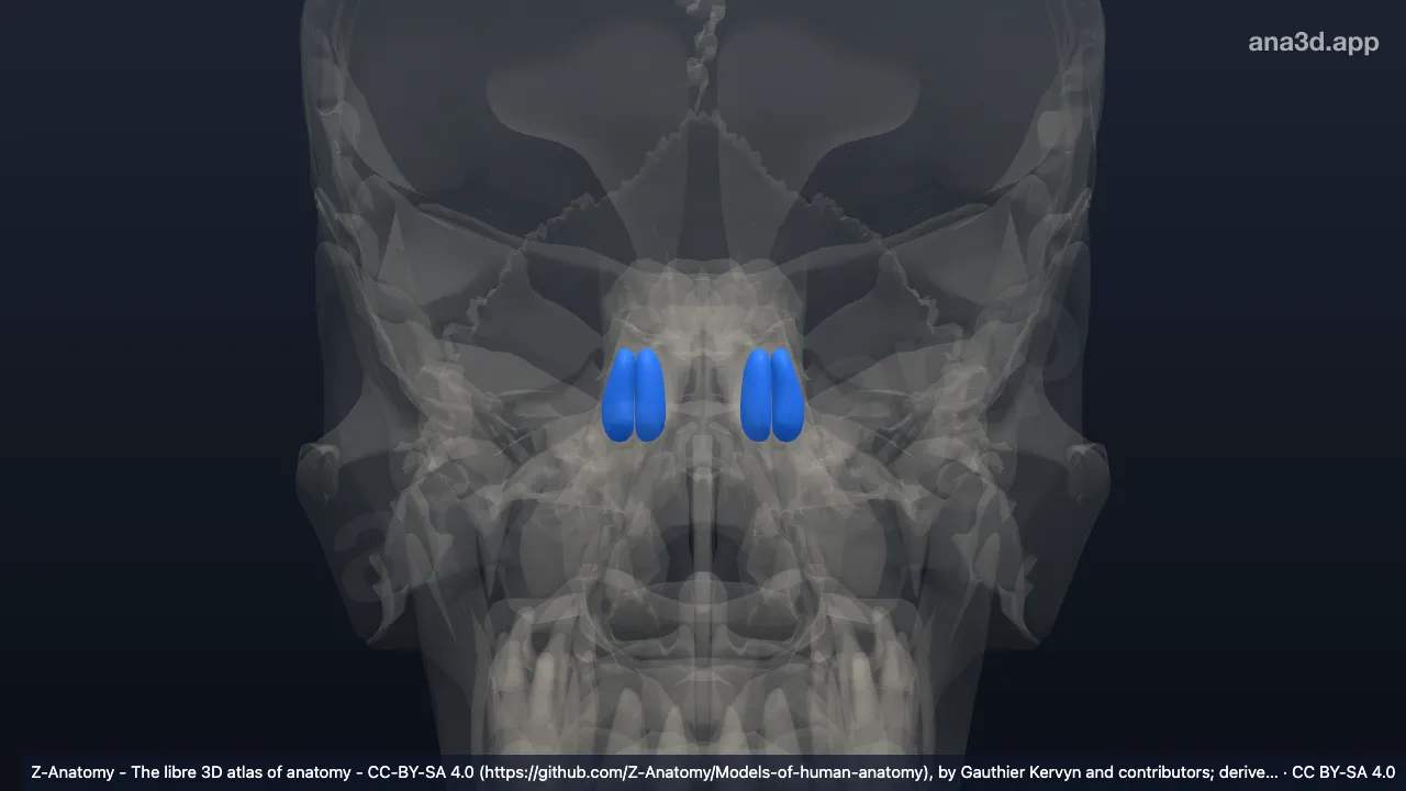 Modèle 3D : Cellules osseuses ethmoïdales moyennes