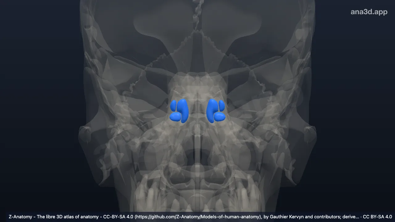 3D model: posterior cells of ethmoid bone