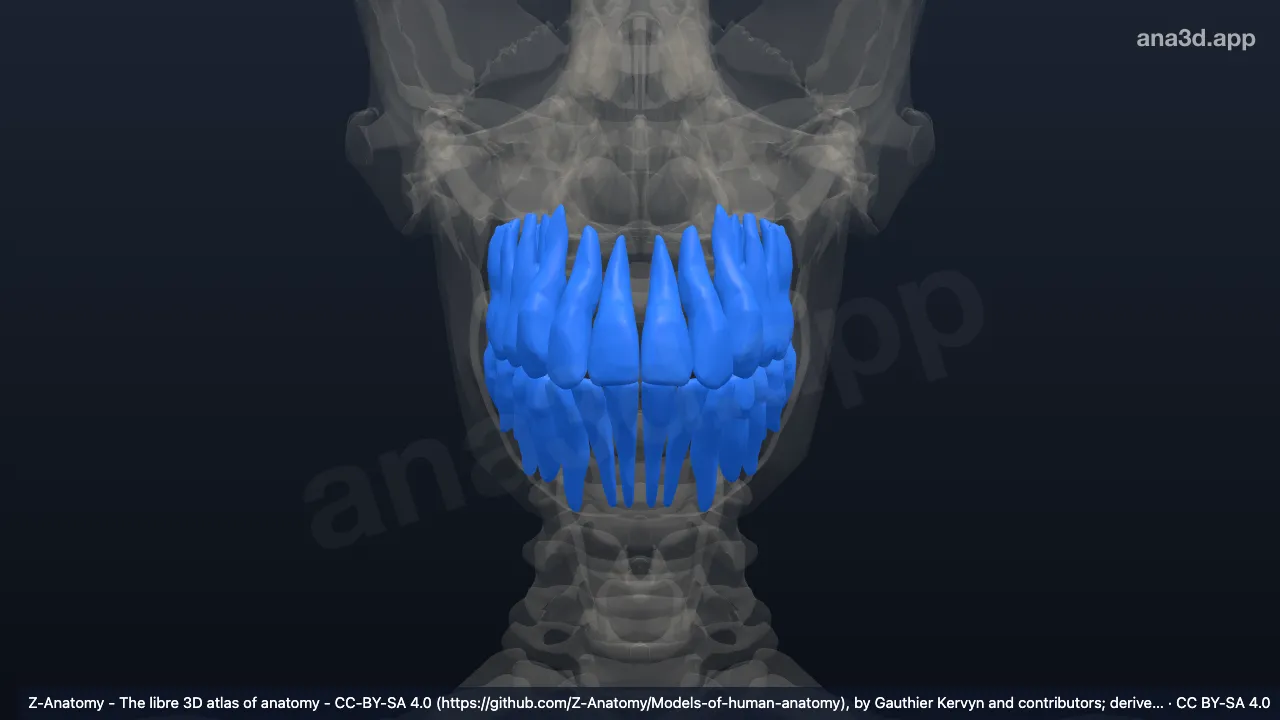 Modelo 3D: Dientes