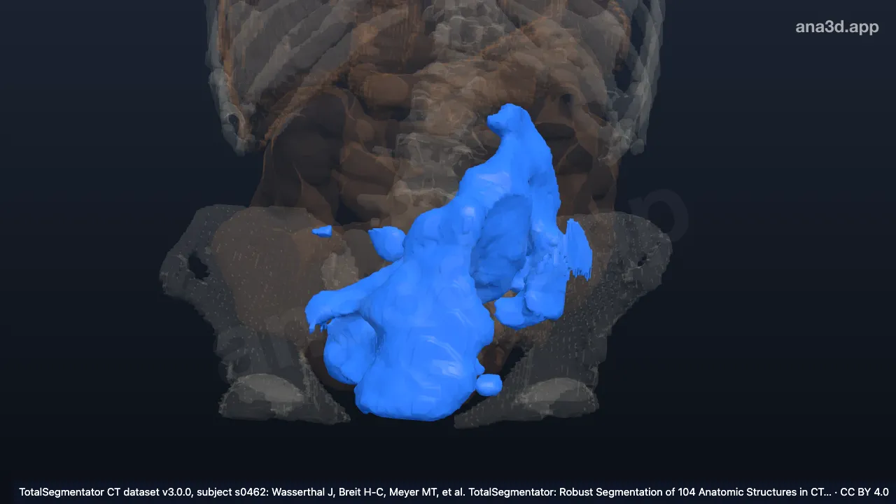 Model 3D: Usus halus (jejunum dan ileum)