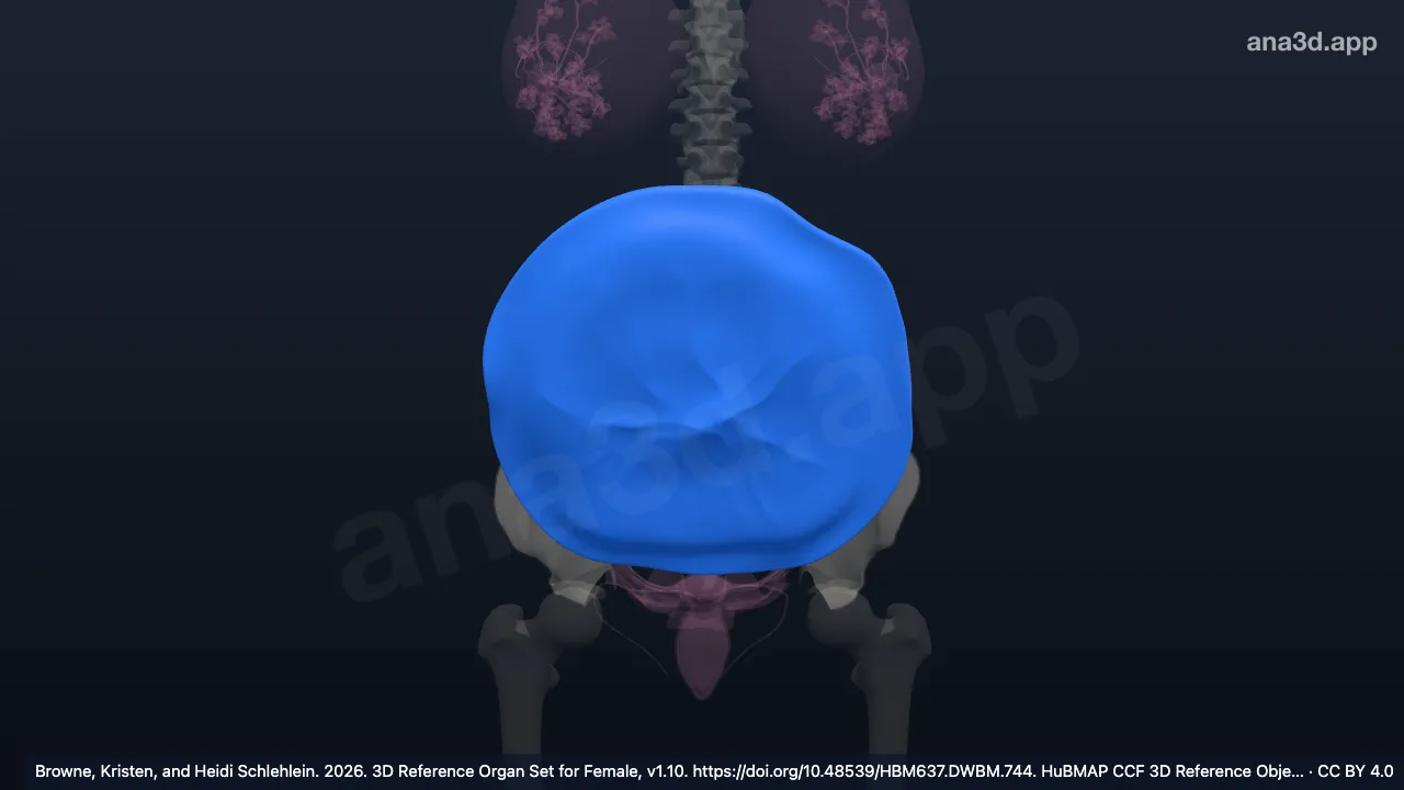 Model 3D: Amnion
