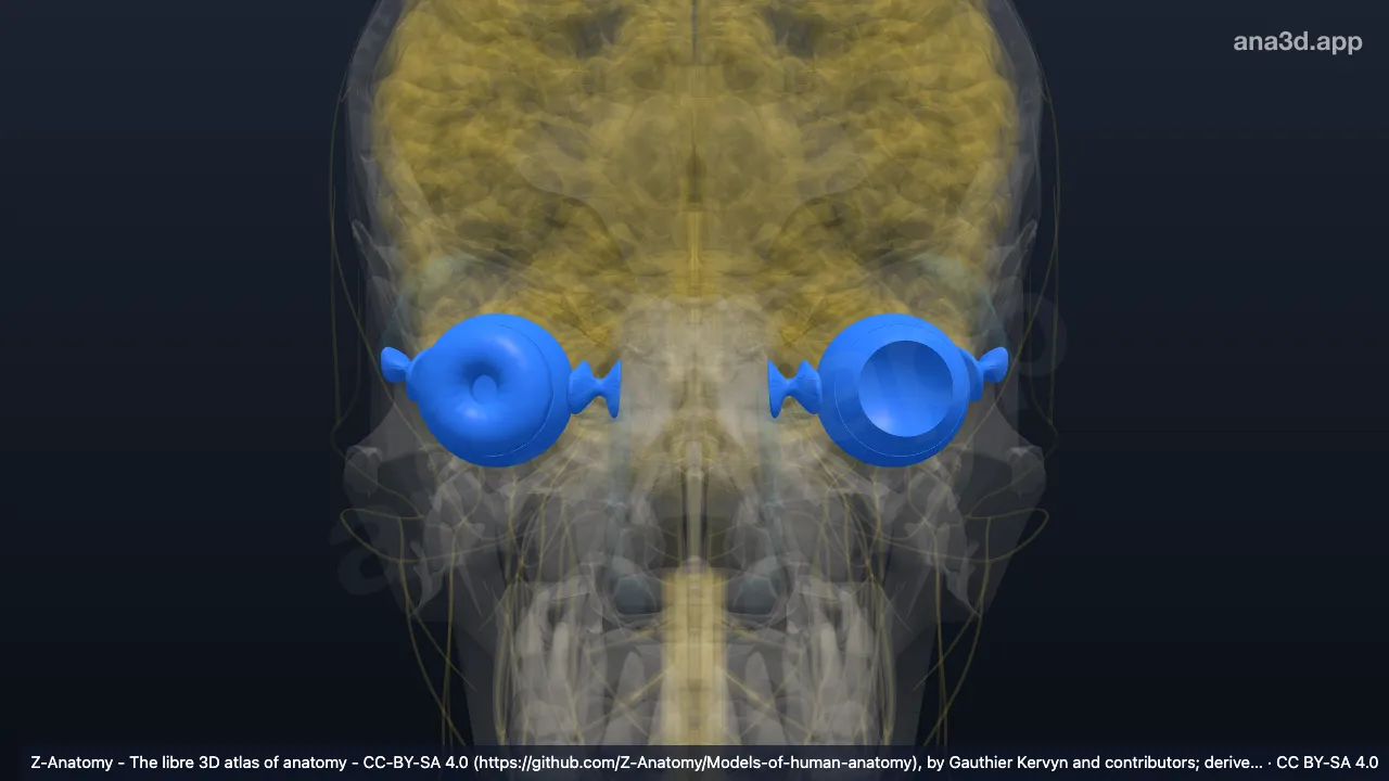 Eye: anatomy, location and function