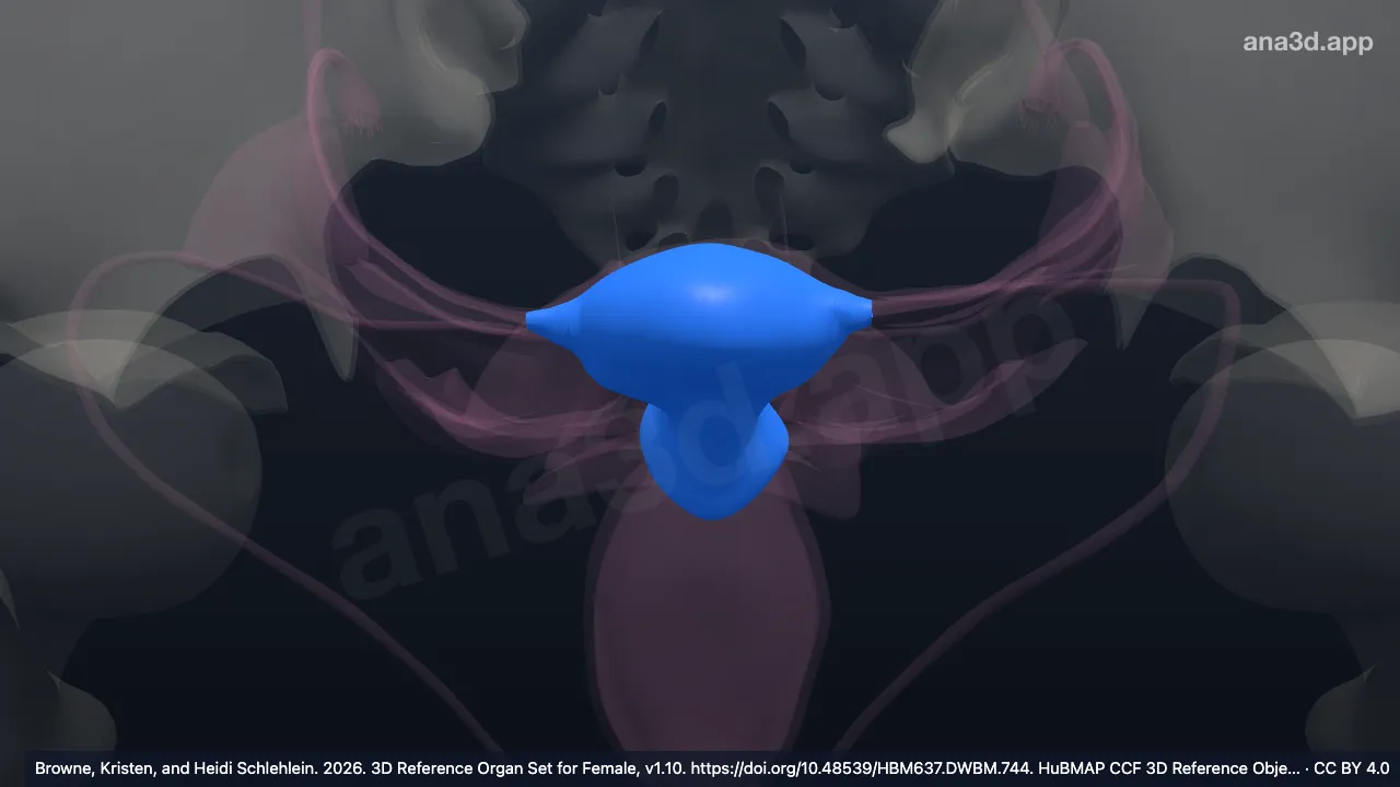 Uterus: anatomy, location and function