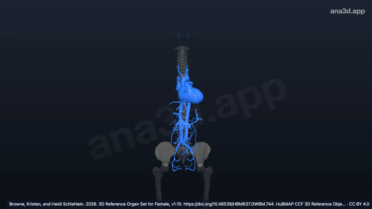 Modelo 3D: aparato circulatorio