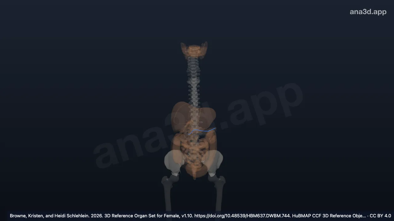 3D-Modell: Ventraler Pankreasgang