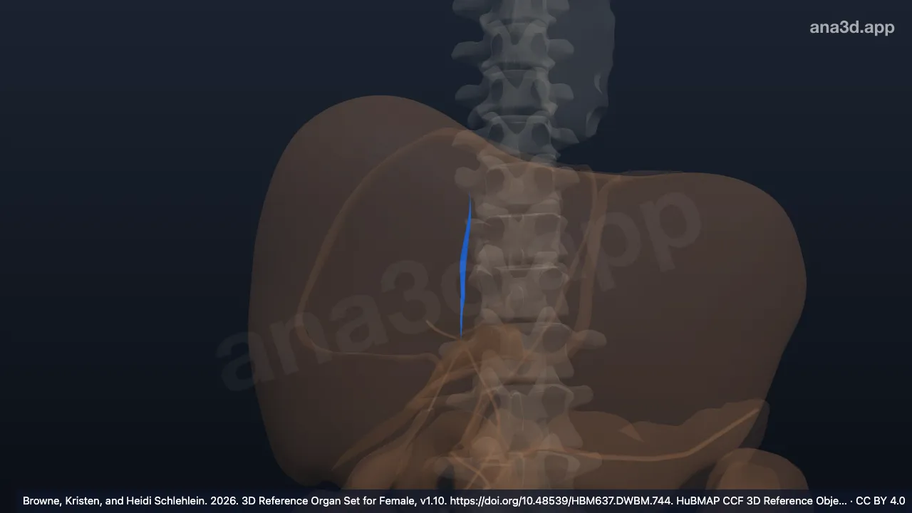 Modelo 3D: Área nua do fígado