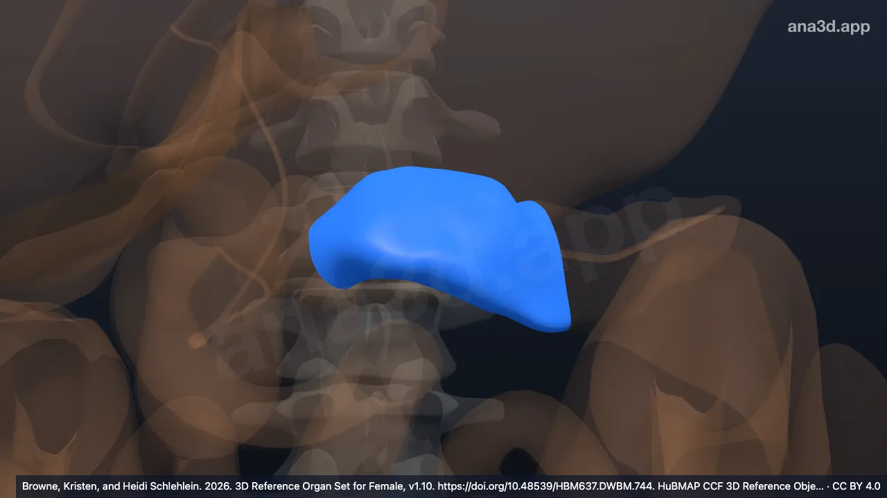 3D 모델: 이자몸통